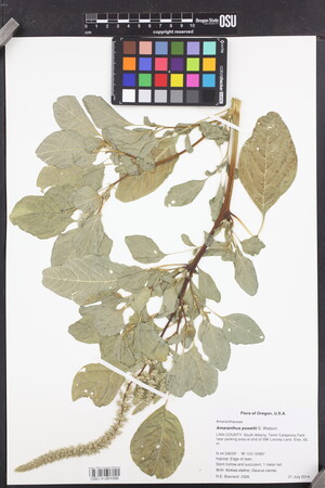 Image of Amaranthus powellii