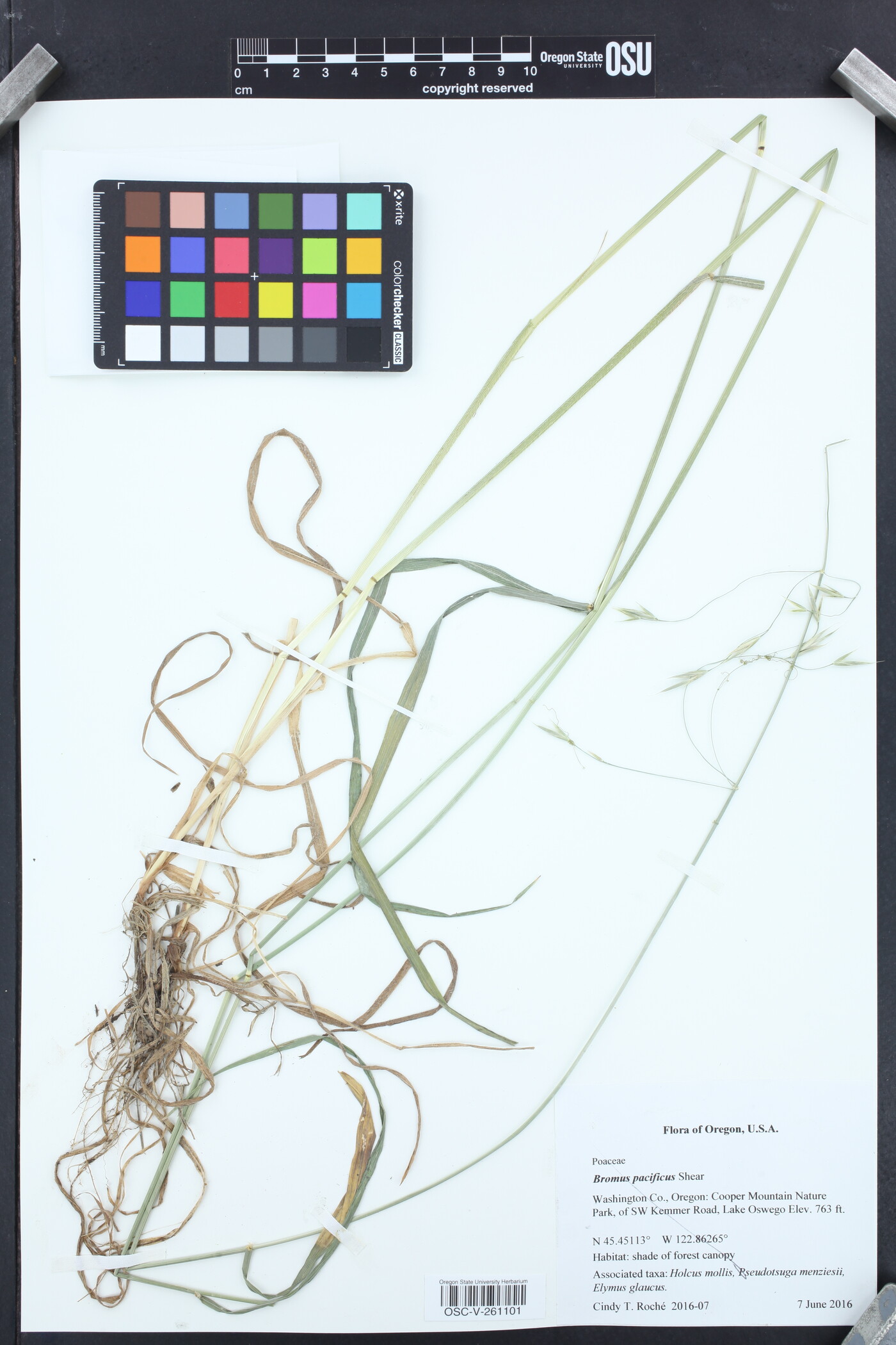 Bromus pacificus image