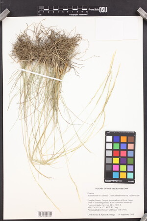 Eriocoma occidentalis subsp. californica image