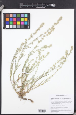 Artemisia ludoviciana subsp. lindleyana image