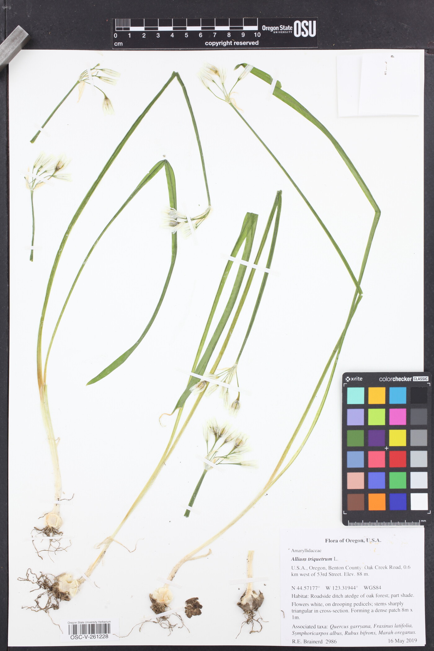 Allium triquetrum image