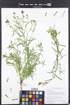 Linaria purpurea image