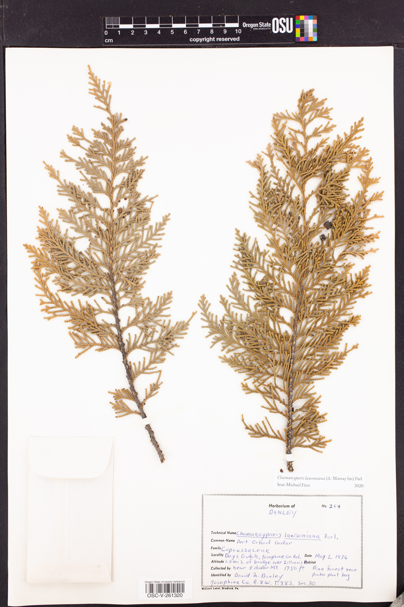 Chamaecyparis lawsoniana image