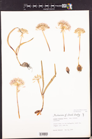 Allium tolmiei var. tolmiei image