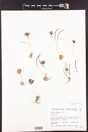 Image of Allium parvum
