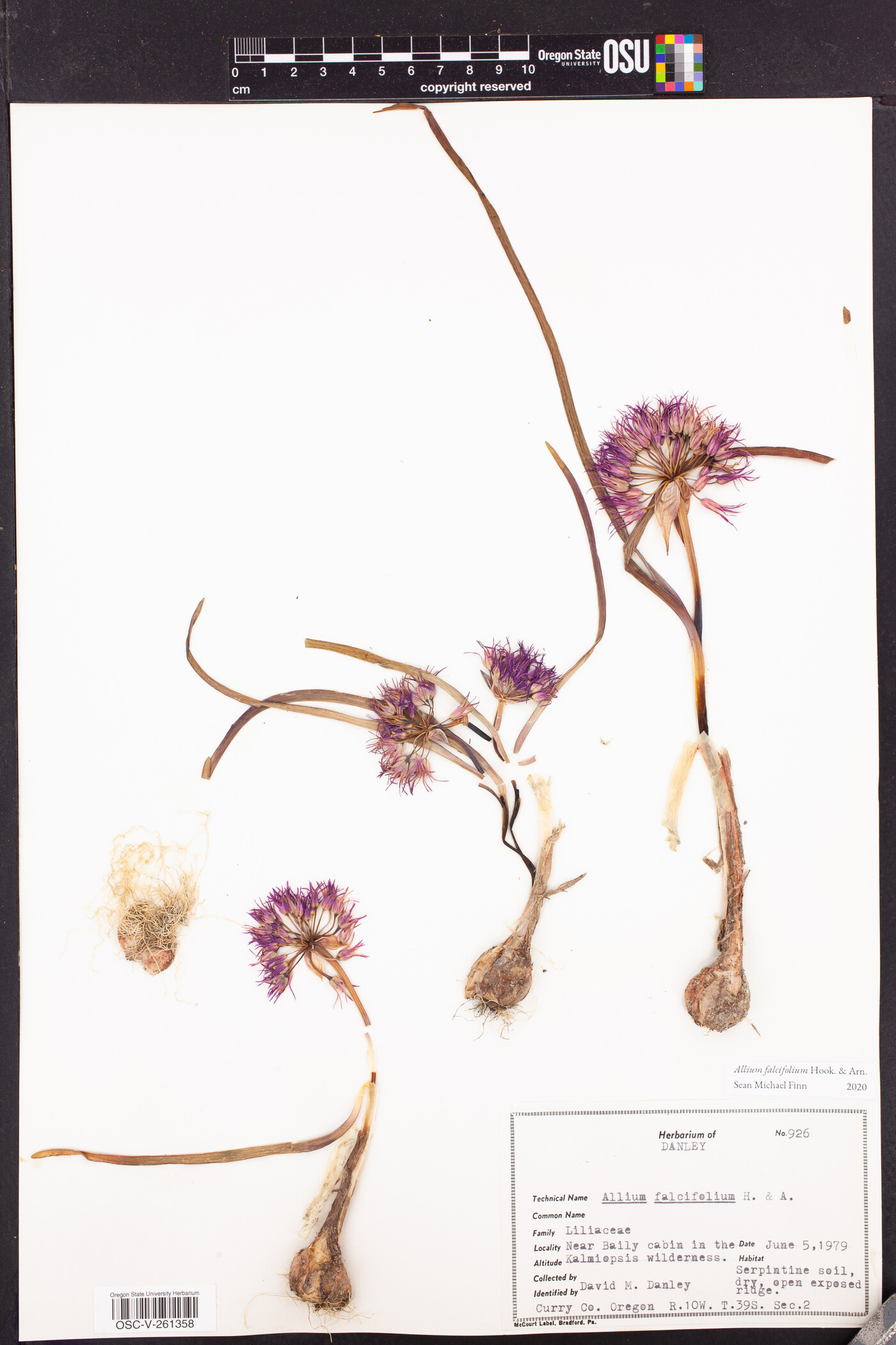 Allium falcifolium image