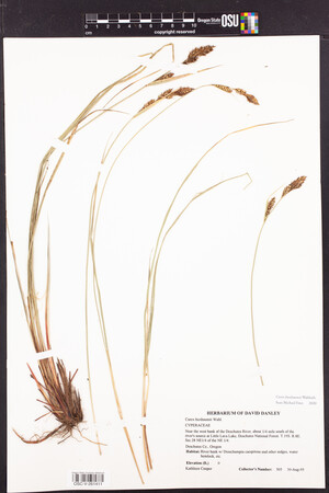 Image of Carex buxbaumii