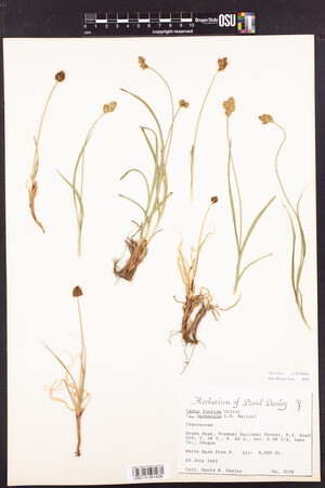 Image of Carex vernacula