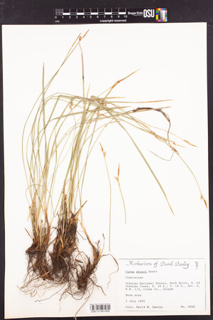 Image of Carex geyeri