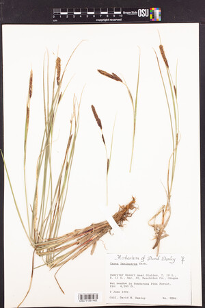 Image of Carex lasiocarpa