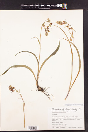 Anticlea occidentalis image