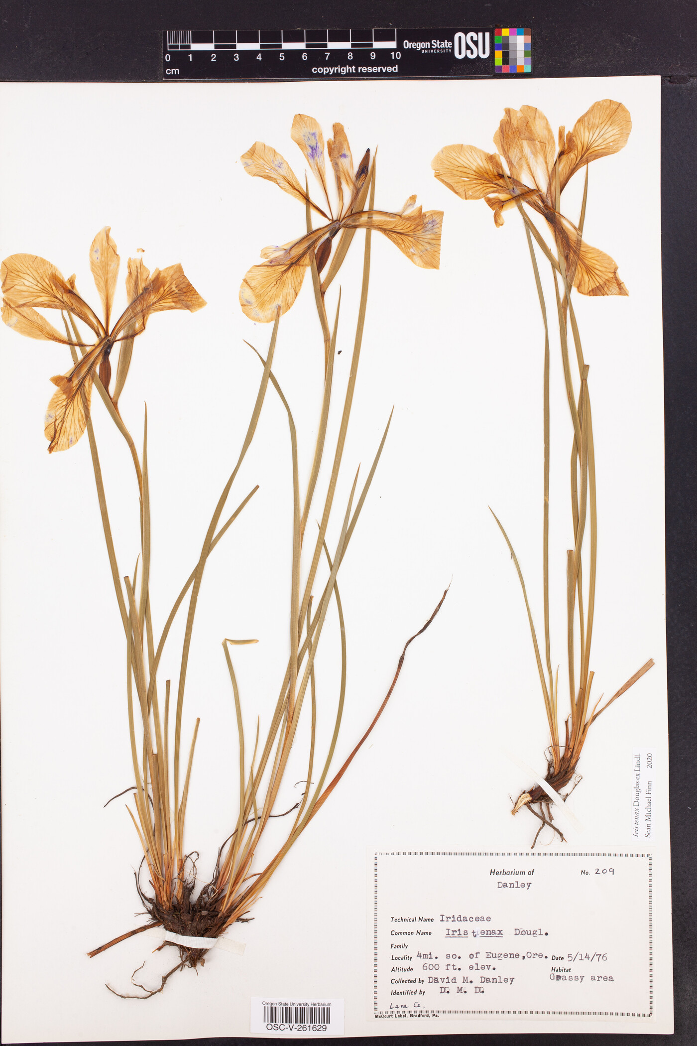 Iris tenax image