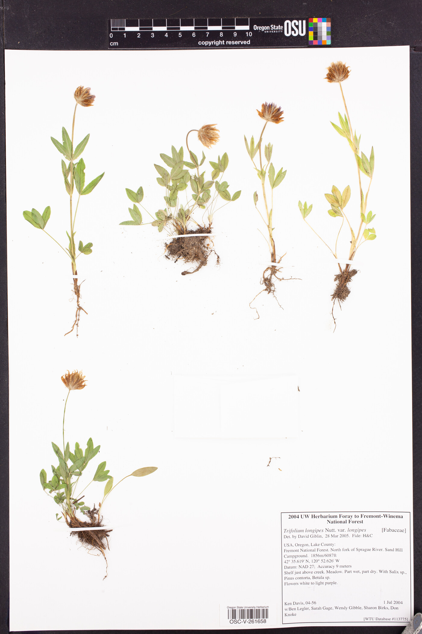 Trifolium longipes subsp. longipes image