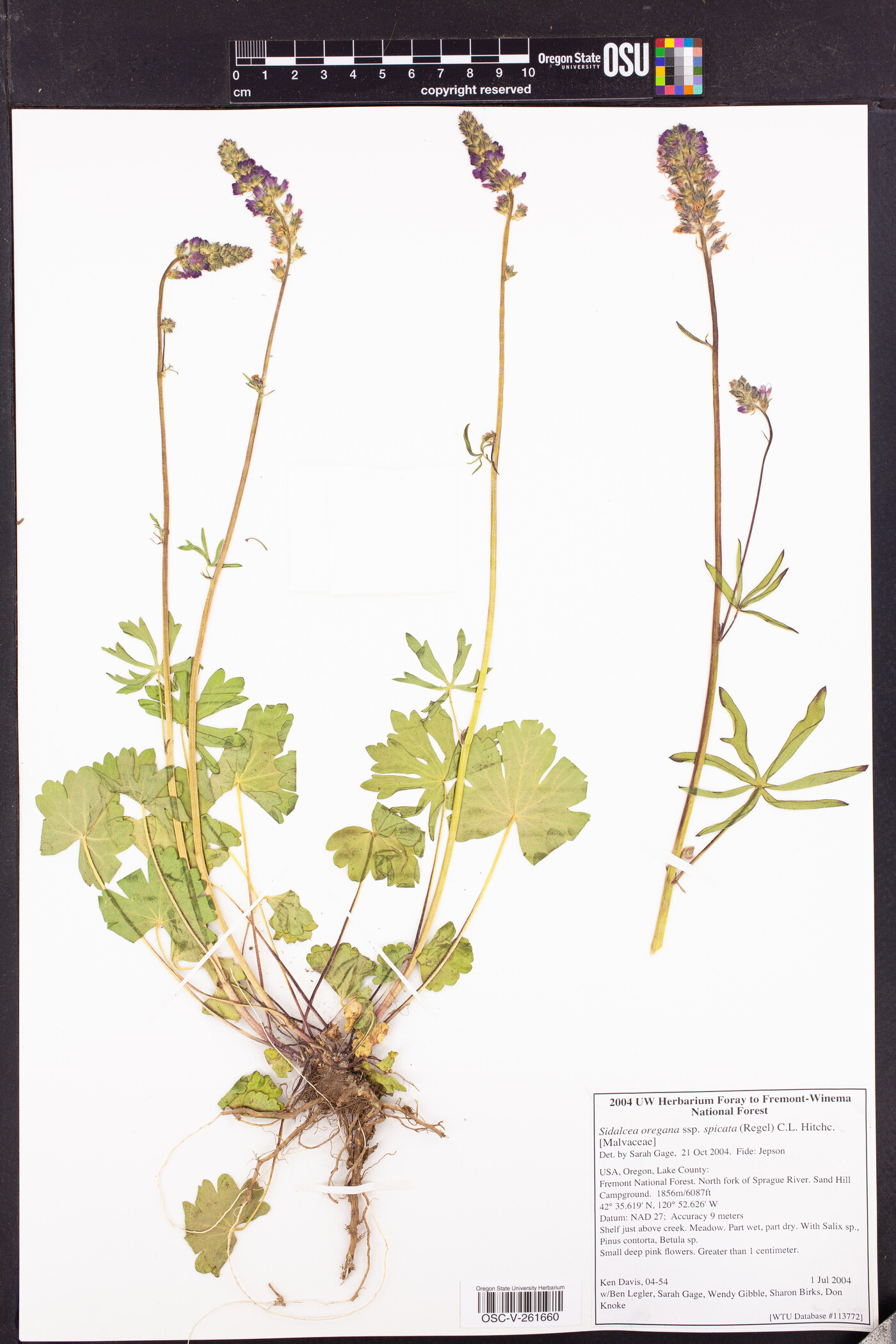 Sidalcea oregana subsp. spicata image