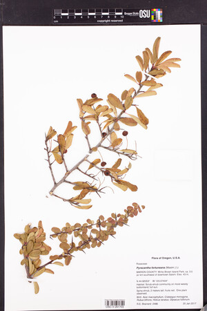 Pyracantha fortuneana image