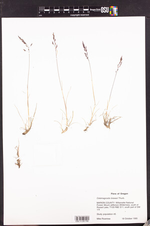 Calamagrostis breweri image