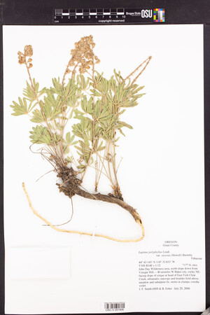 Lupinus polyphyllus var. saxosus image