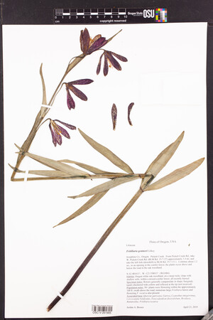 Image of Fritillaria gentneri