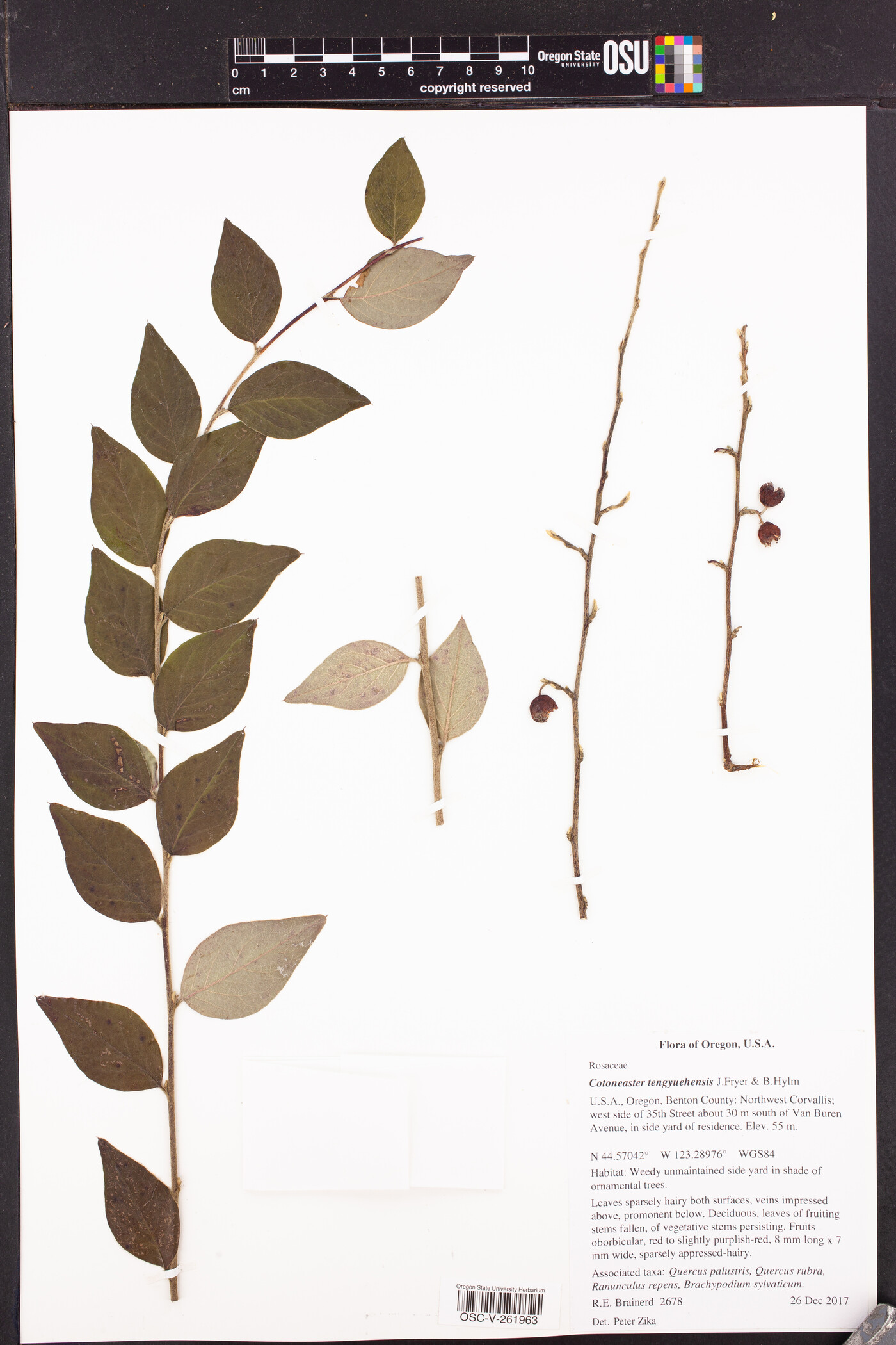 Cotoneaster tengyuehensis image