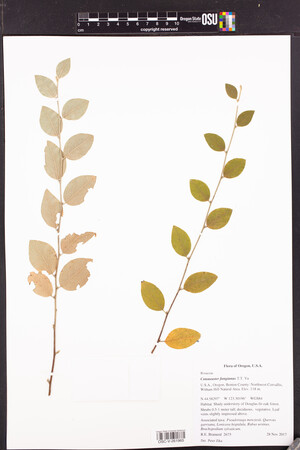 Cotoneaster fangianus image