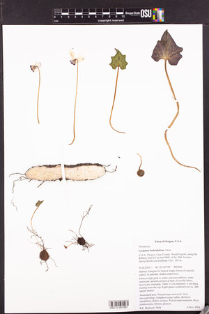 Cyclamen hederifolium image