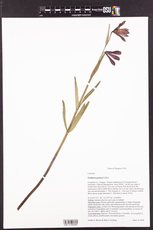 Fritillaria gentneri image