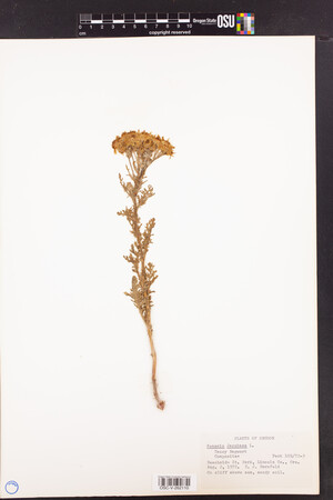Jacobaea vulgaris subsp. vulgaris image