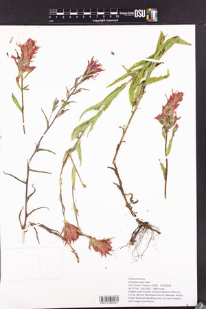 Castilleja miniata subsp. elata image
