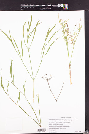 Lomatium triternatum var. brevifolium image