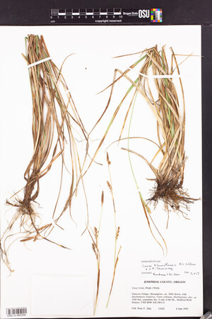 Carex klamathensis image