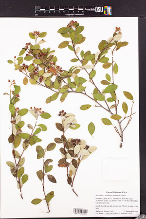 Image of Cotoneaster pannosus
