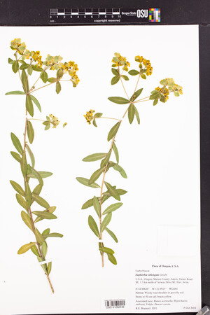 Euphorbia oblongata image