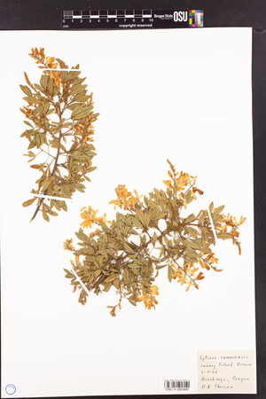 Image of Genista canariensis