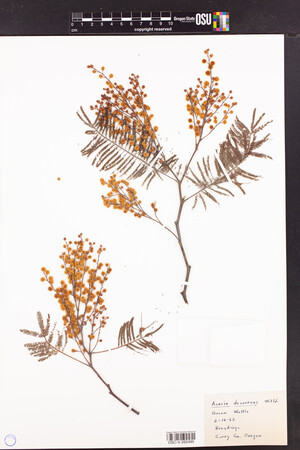 Image of Acacia decurrens