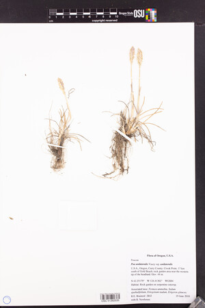 Poa unilateralis subsp. unilateralis image