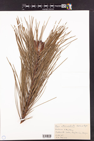 Image of Pinus x attenuradiata