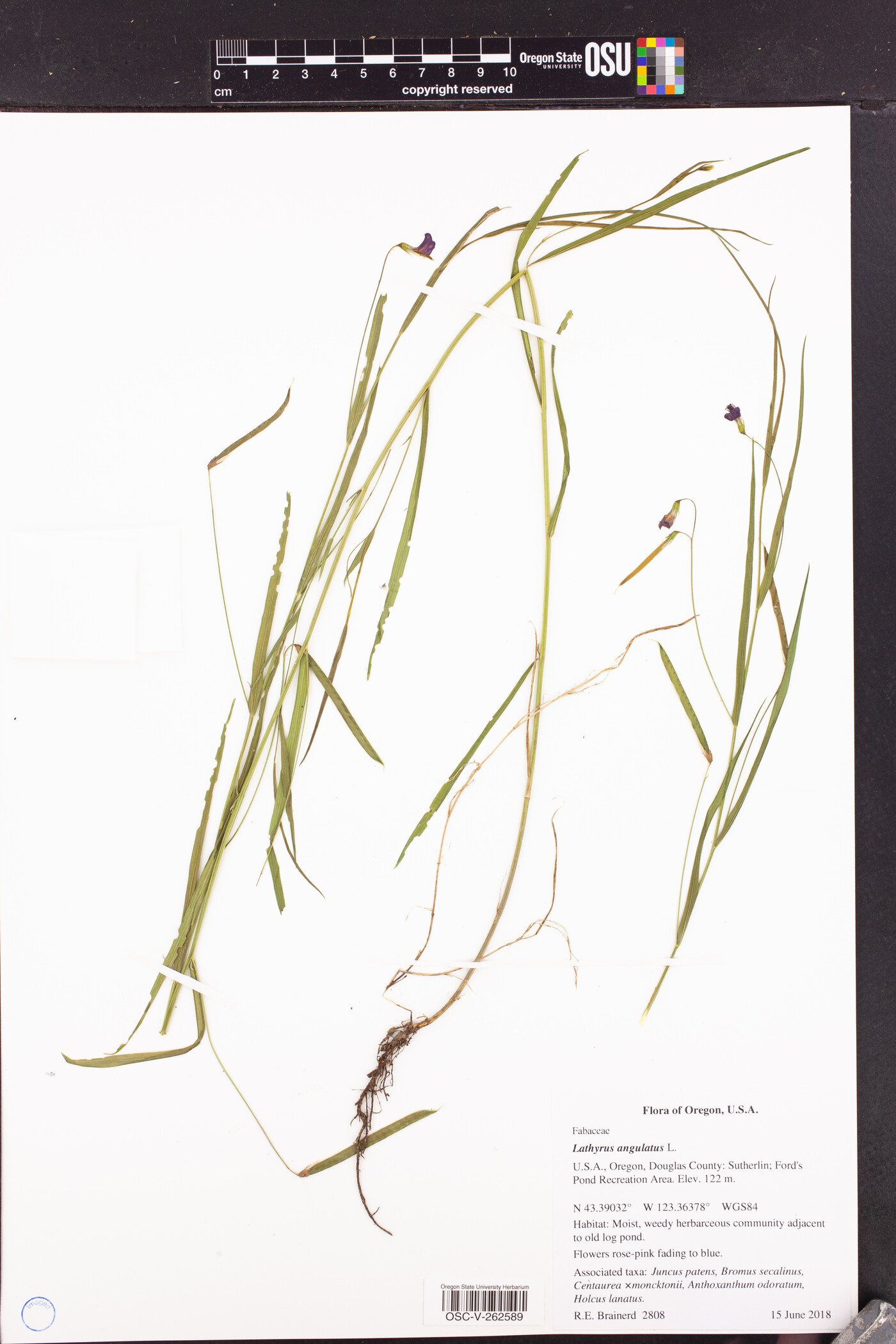 Lathyrus angulatus image