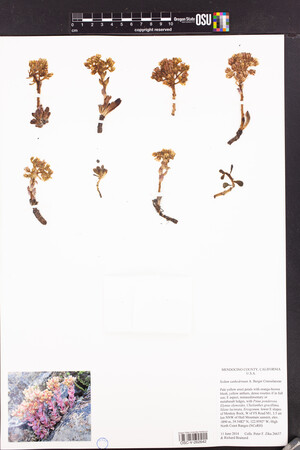 Sedum obtusatum subsp. retusum image