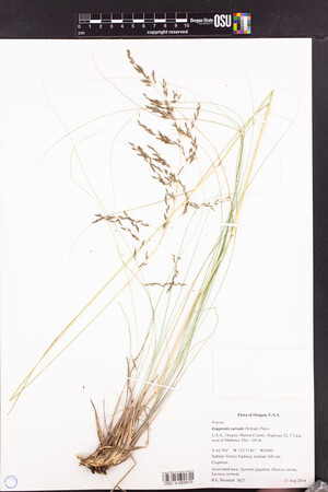 Eragrostis curvula image