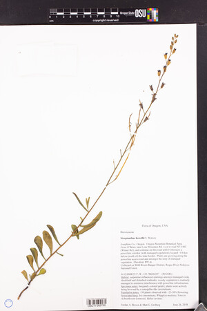 Streptanthus howellii image