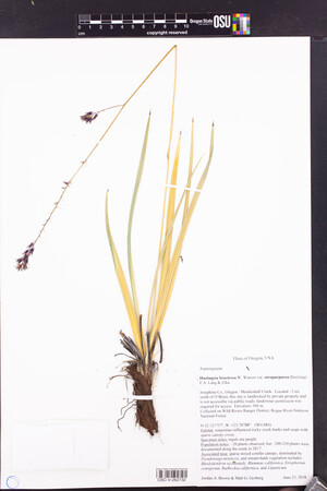 Image of Hastingsia atropurpurea