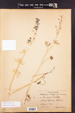 Image of Delphinium nuttallii