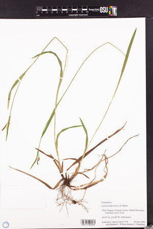 Carex hendersonii image