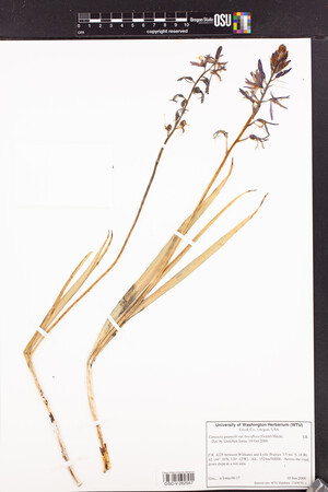 Camassia quamash var. breviflora image