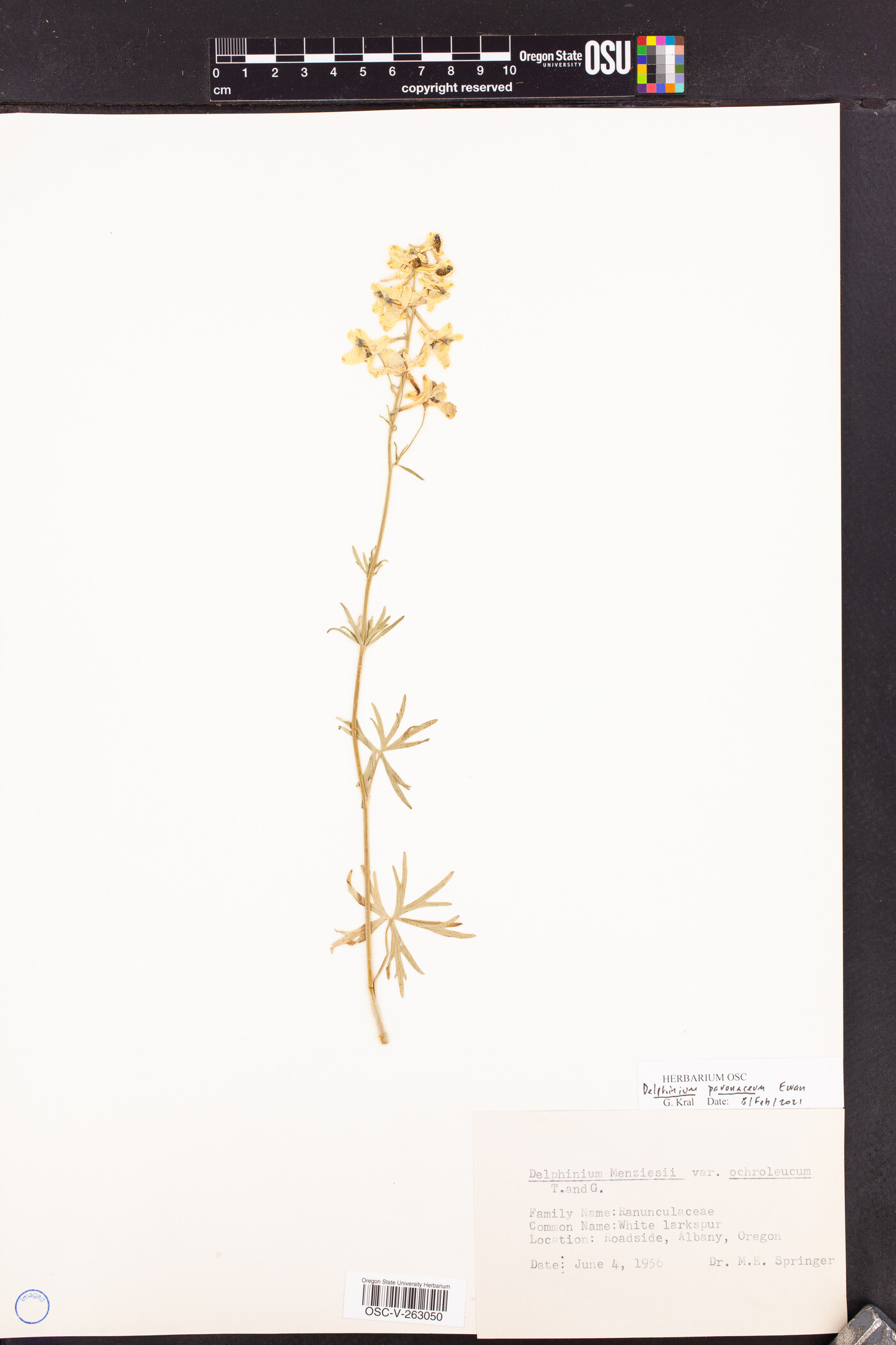 Delphinium pavonaceum image