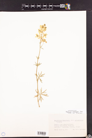 Image of Delphinium pavonaceum