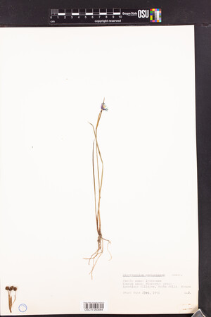Image of Sisyrinchium sarmentosum