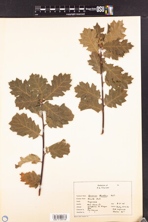 Quercus × morehus image
