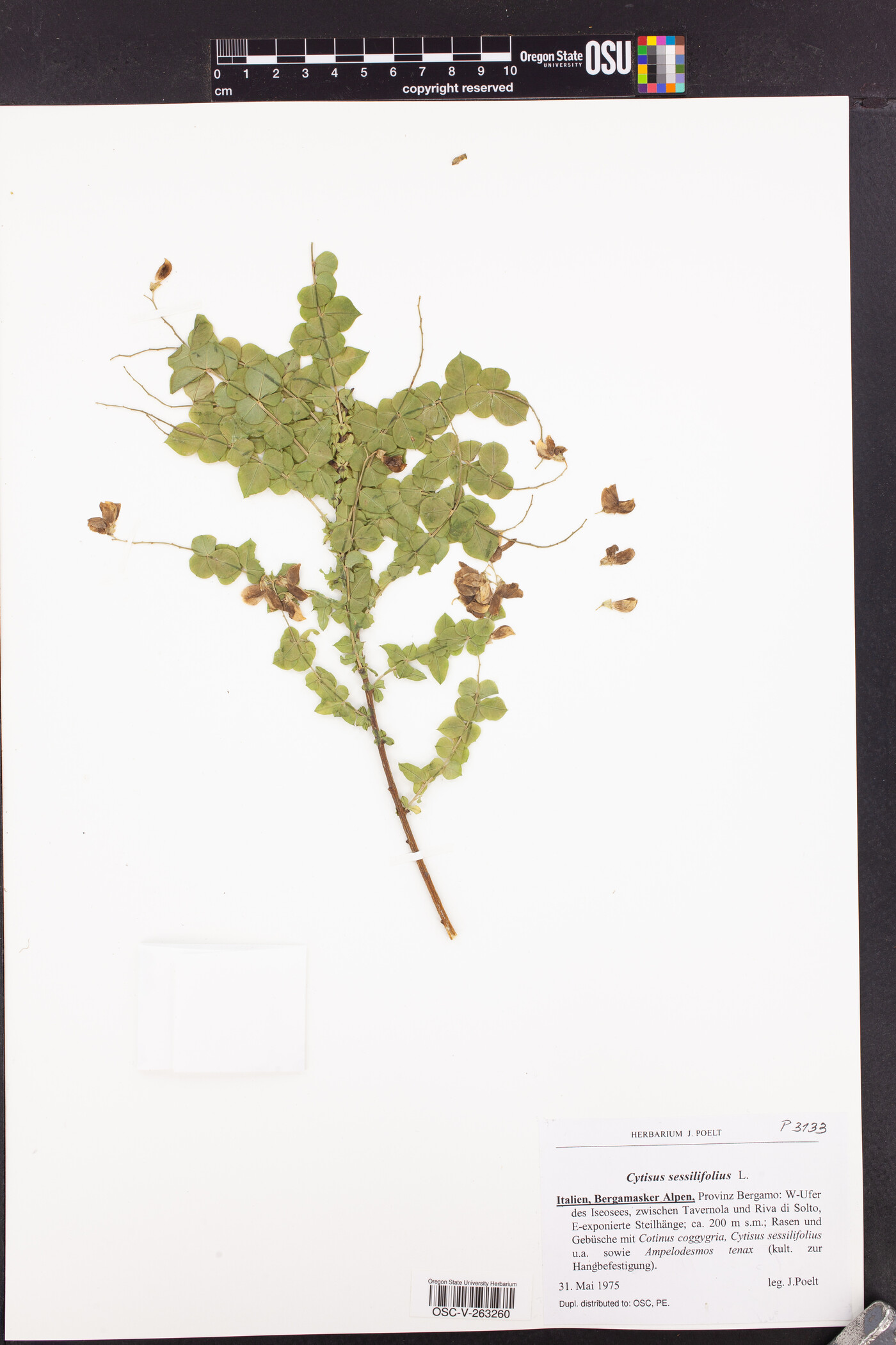 Cytisophyllum sessilifolius image