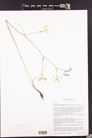 Image of Perideridia erythrorhiza